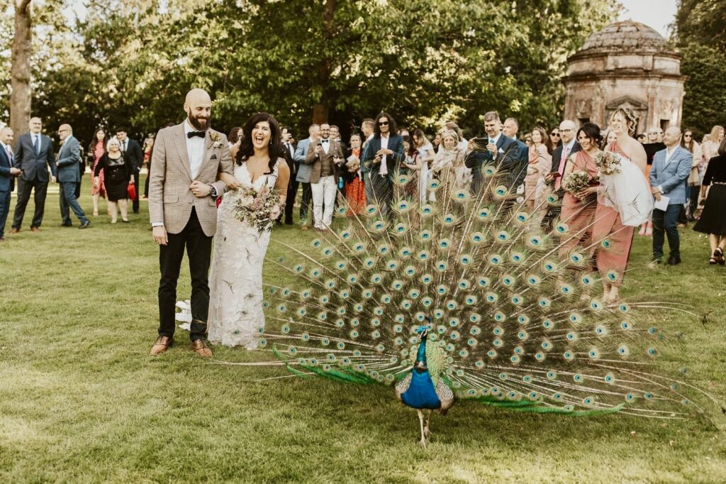 Peacock on the grounds of wedding venue with bride and groom